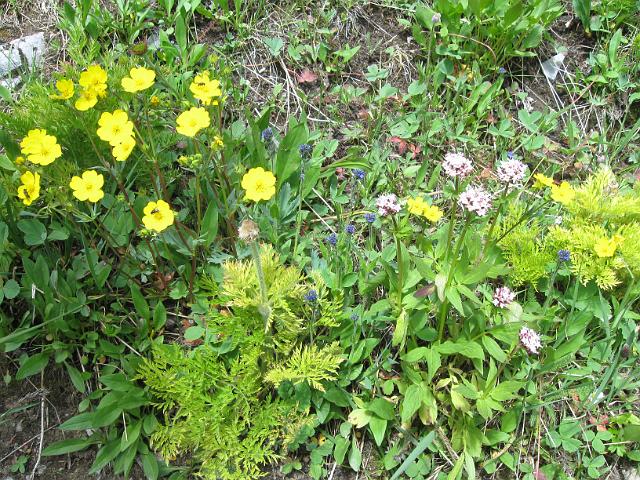 Canadian Rockies-137.JPG - Larch Valley Area